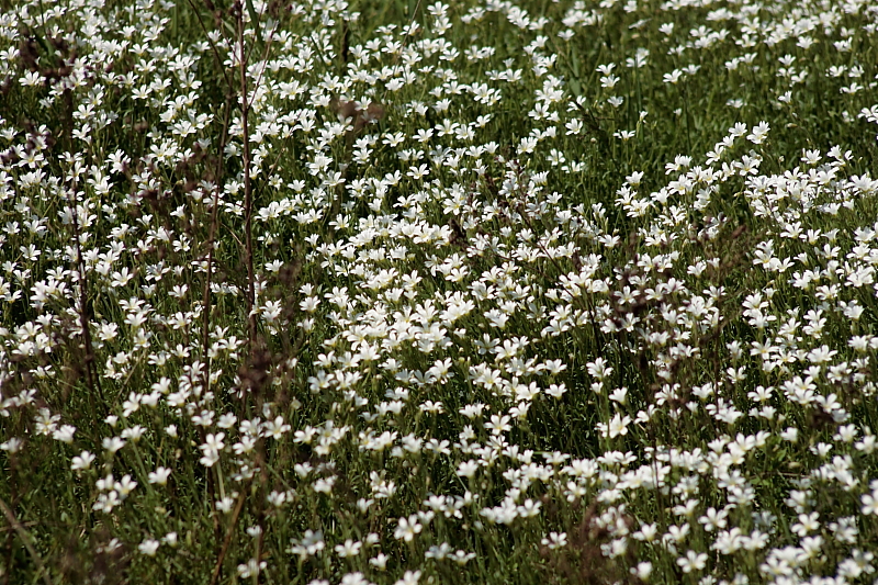 Fruehlingsblumen