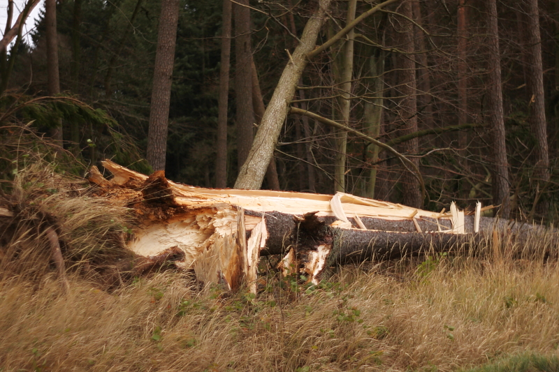 Herbststurm Orkantief Xaver