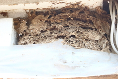 Hornisse Hornissennest