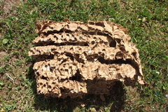 Hornisse Hornissennest