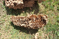 Hornisse Hornissennest