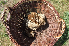 Hornisse Hornissennest