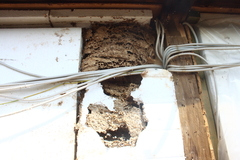 Hornisse Hornissennest