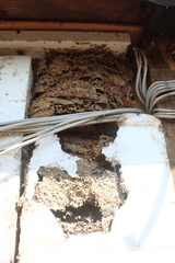 Hornisse Hornissennest