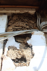 Hornisse Hornissennest