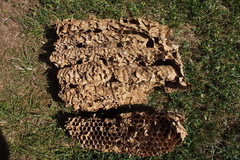 Hornisse Hornissennest