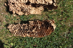 Hornisse Hornissennest