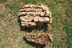 Hornisse Hornissennest