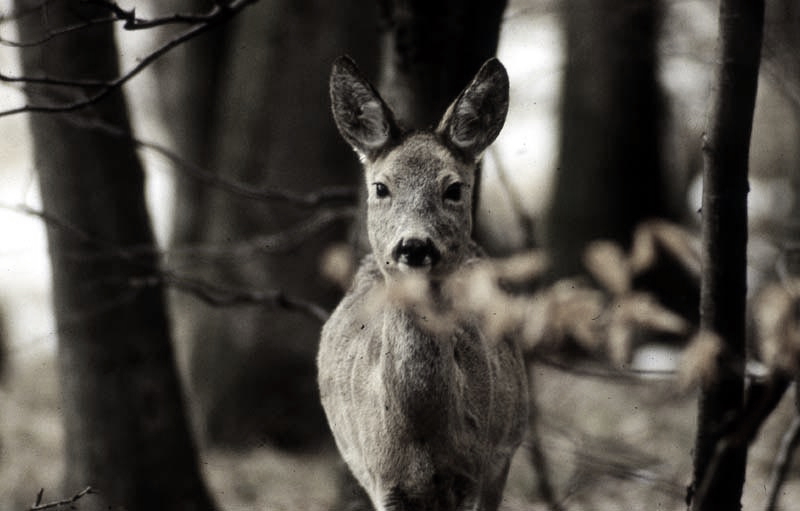 Jagdurlaub in Mecklenburg - Jagd Jagen Wald Wildtiere Mecklenburg