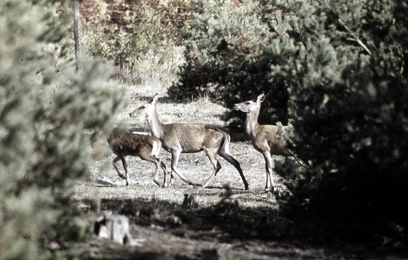 Jagdurlaub in Mecklenburg - Jagd Jagen Wald Wildtiere Mecklenburg