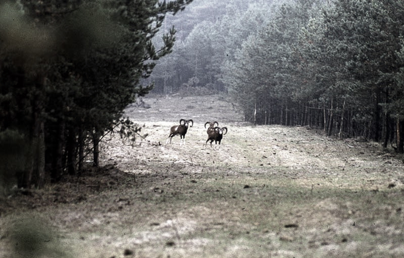 Jagdurlaub in Mecklenburg - Jagd Jagen Wald Wildtiere Mecklenburg