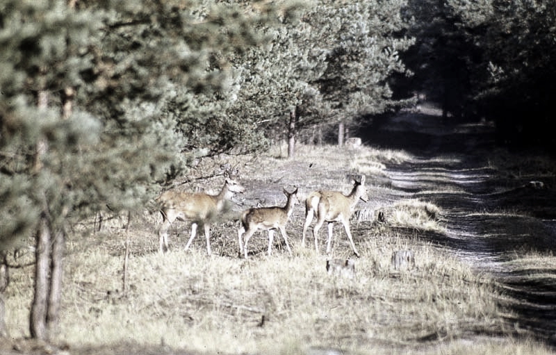 Jagdurlaub in Mecklenburg - Jagd Jagen Wald Wildtiere Mecklenburg