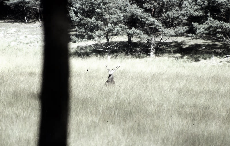 Jagdurlaub in Mecklenburg - Jagd Jagen Wald Wildtiere Mecklenburg