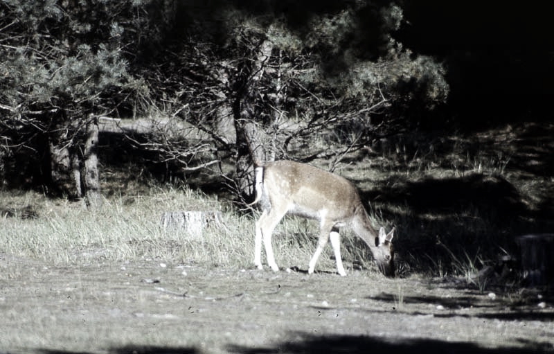 Jagdurlaub in Mecklenburg - Jagd Jagen Wald Wildtiere Mecklenburg