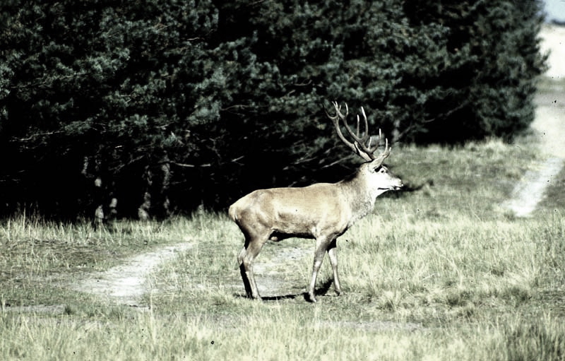 Jagdurlaub in Mecklenburg - Jagd Jagen Wald Wildtiere Mecklenburg