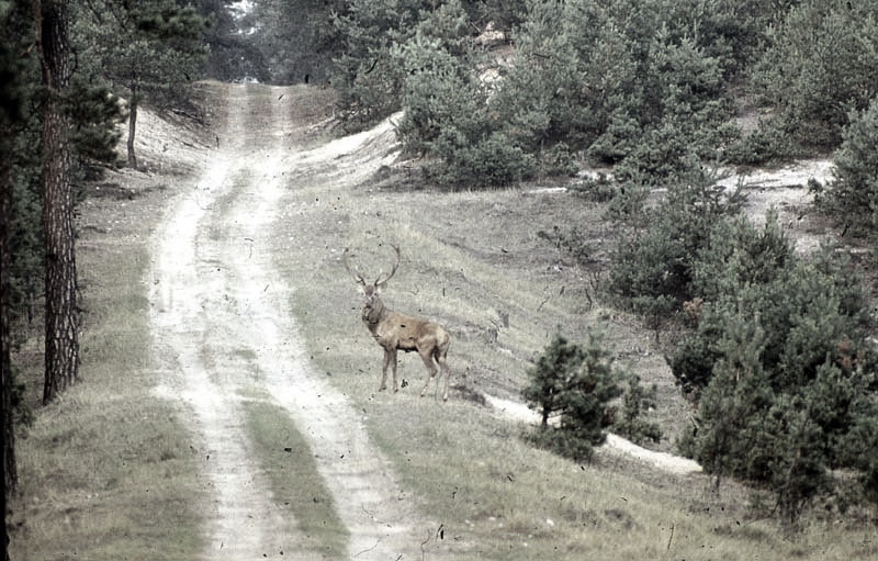 Jagdurlaub in Mecklenburg - Jagd Jagen Wald Wildtiere Mecklenburg