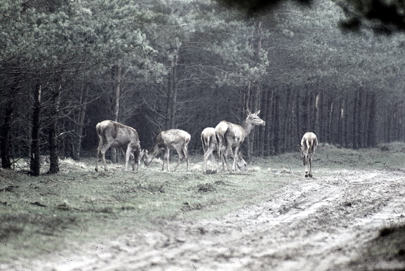 Jagdurlaub in Mecklenburg - Jagd Jagen Wald Wildtiere Mecklenburg