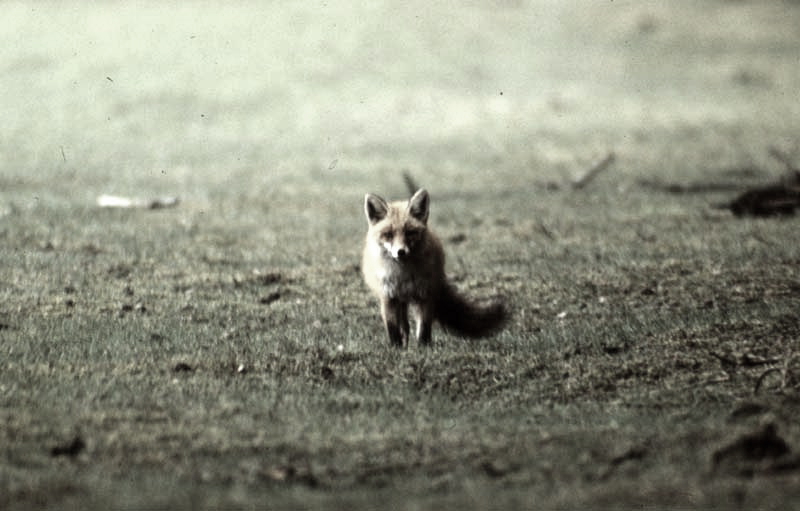 Jagdurlaub in Mecklenburg - Jagd Jagen Wald Wildtiere Mecklenburg