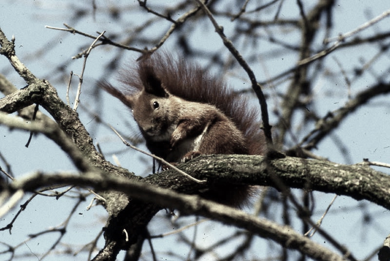 Jagdurlaub in Mecklenburg - Jagd Jagen Wald Wildtiere Mecklenburg