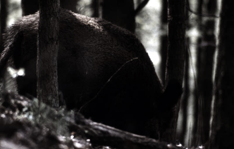 Jagdurlaub in Mecklenburg - Jagd Jagen Wald Wildtiere Mecklenburg