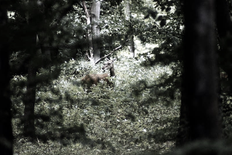 Jagdurlaub in Mecklenburg - Jagd Jagen Wald Wildtiere Mecklenburg