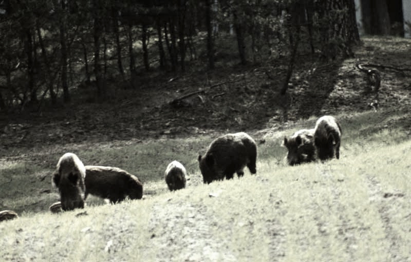 Jagdurlaub in Mecklenburg - Jagd Jagen Wald Wildtiere Mecklenburg