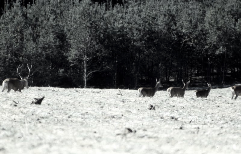 Jagdurlaub in Mecklenburg - Jagd Jagen Wald Wildtiere Mecklenburg