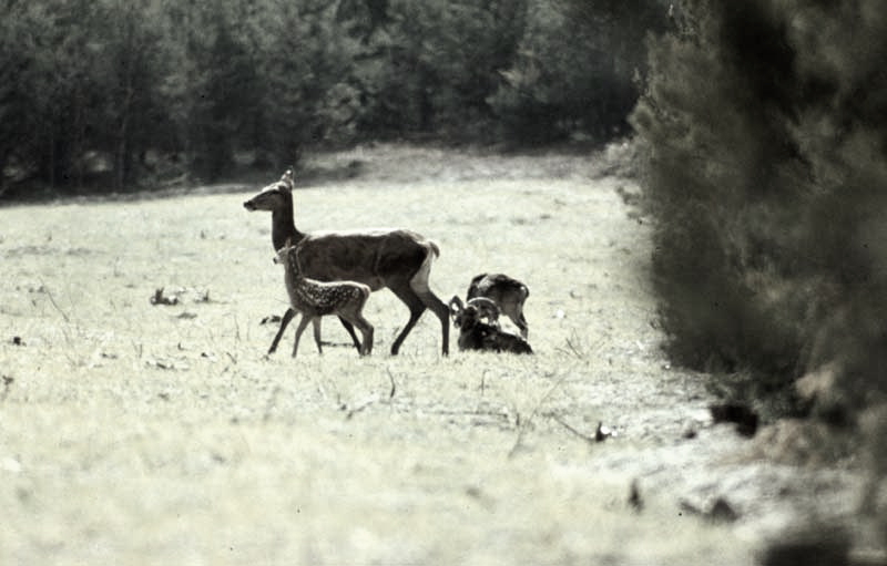 Jagdurlaub in Mecklenburg - Jagd Jagen Wald Wildtiere Mecklenburg