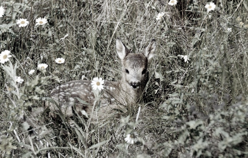 Jagdurlaub in Mecklenburg - Jagd Jagen Wald Wildtiere Mecklenburg