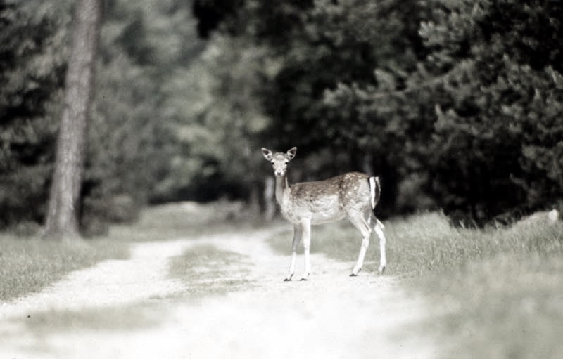 Jagdurlaub in Mecklenburg - Jagd Jagen Wald Wildtiere Mecklenburg