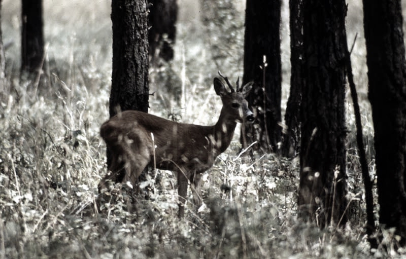 Jagdurlaub in Mecklenburg - Jagd Jagen Wald Wildtiere Mecklenburg