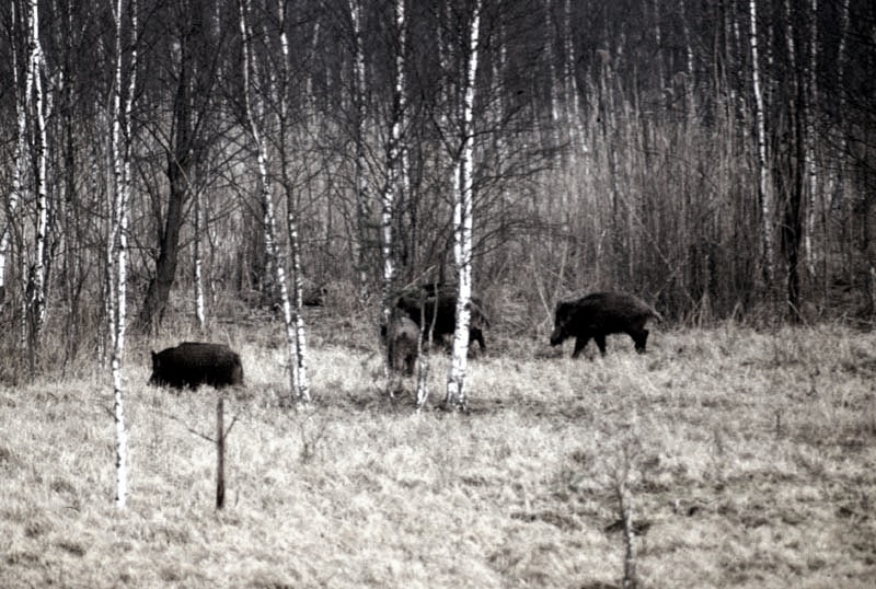 Jagdurlaub in Mecklenburg - Jagd Jagen Wald Wildtiere Mecklenburg