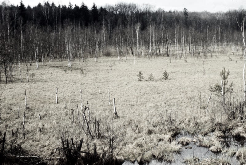 Jagdurlaub in Mecklenburg - Jagd Jagen Wald Wildtiere Mecklenburg