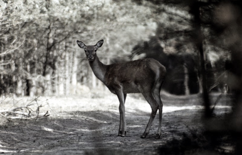 Jagdurlaub in Mecklenburg - Jagd Jagen Wald Wildtiere Mecklenburg