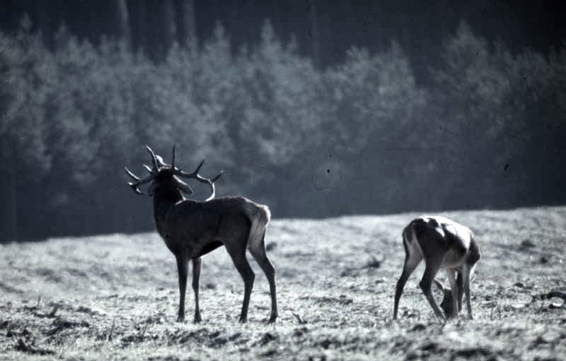 Jagdurlaub in Mecklenburg - Jagd Jagen Wald Wildtiere Mecklenburg