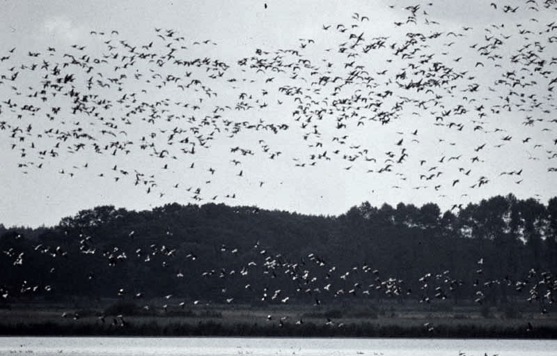 Jagdurlaub in Mecklenburg - Jagd Jagen Wald Wildtiere Mecklenburg