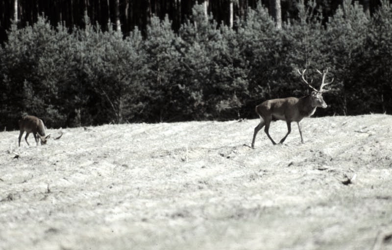 Jagdurlaub in Mecklenburg - Jagd Jagen Wald Wildtiere Mecklenburg