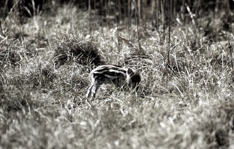 Jagdurlaub in Mecklenburg - Jagd Jagen Wald Wildtiere Mecklenburg