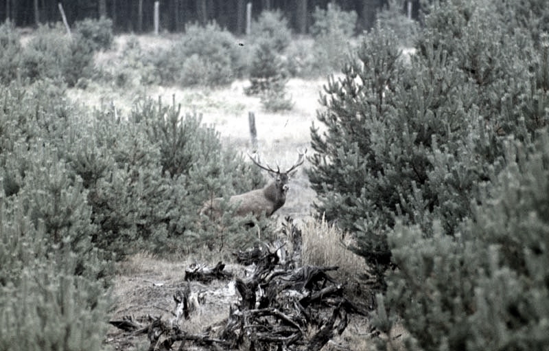 Jagdurlaub in Mecklenburg - Jagd Jagen Wald Wildtiere Mecklenburg