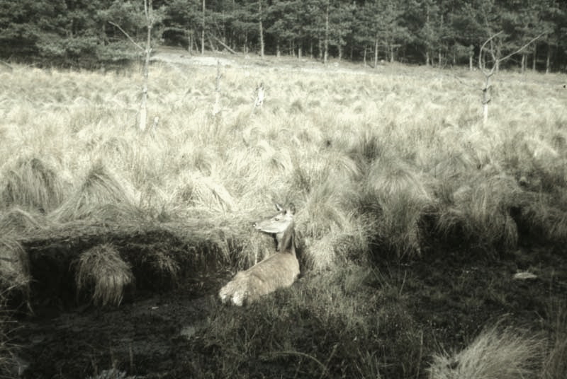 Jagdurlaub in Mecklenburg - Jagd Jagen Wald Wildtiere Mecklenburg