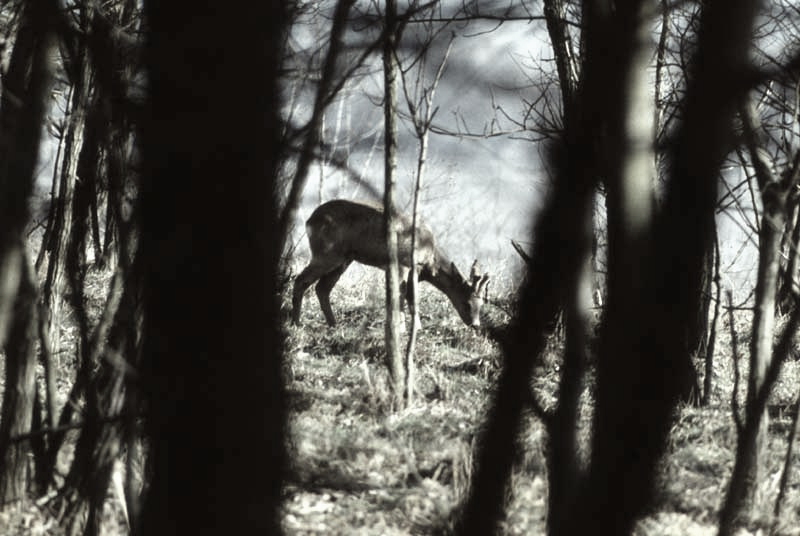 Jagdurlaub in Mecklenburg - Jagd Jagen Wald Wildtiere Mecklenburg