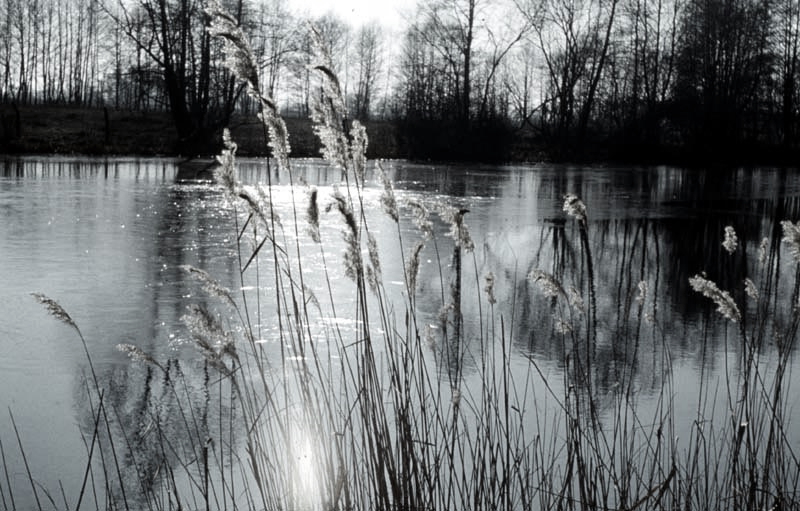 Jagdurlaub in Mecklenburg - Jagd Jagen Wald Wildtiere Mecklenburg