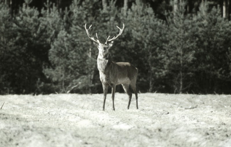 Jagdurlaub in Mecklenburg - Jagd Jagen Wald Wildtiere Mecklenburg