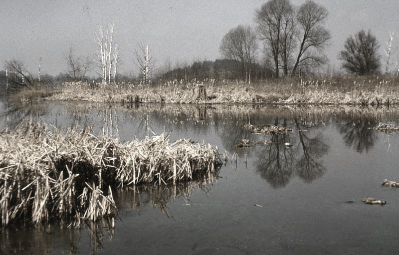 Jagdurlaub in Mecklenburg - Jagd Jagen Wald Wildtiere Mecklenburg