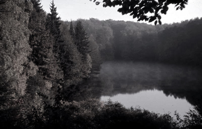 Jagdurlaub in Mecklenburg - Jagd Jagen Wald Wildtiere Mecklenburg