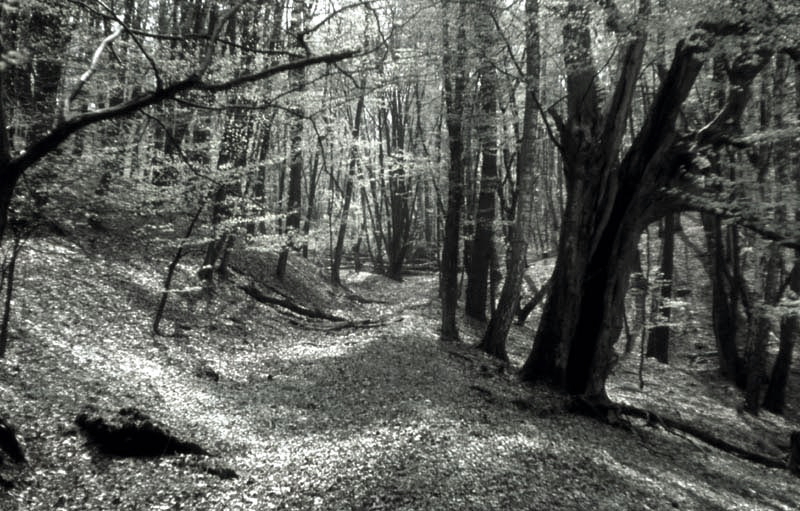 Jagdurlaub in Mecklenburg - Jagd Jagen Wald Wildtiere Mecklenburg