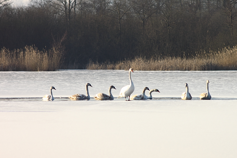 Januar Wetter