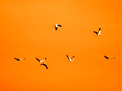 Killikus Fineart Bilder