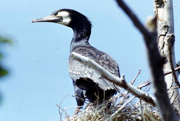 Kormoran