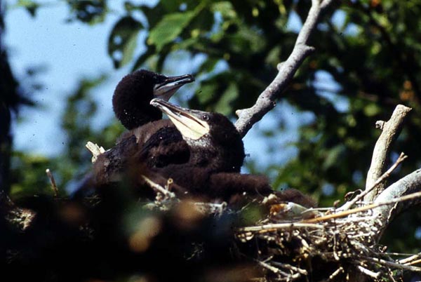 Kormoran